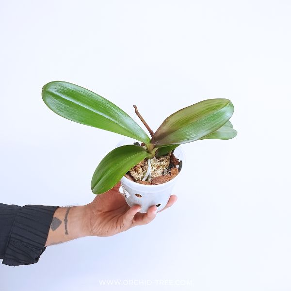 Phalaenopsis OX King x Fuller's Purple Queen AM/AOS Orchid Plant - FF