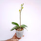 Phalaenopsis Savona Orchid Plant - FF - Buy Orchids Plants Online by Orchid-Tree.com
