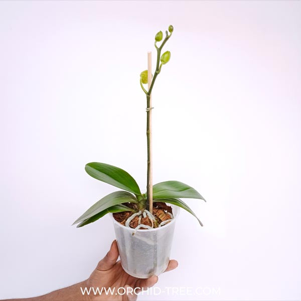 Phalaenopsis Savona Orchid Plant - FF - Buy Orchids Plants Online by Orchid-Tree.com