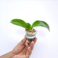 Phalaenopsis Vestar Dinosaur Orchid Plant - SS - Buy Orchids Plants Online by Orchid-Tree.com