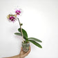 Phalaenopsis Chian Xen Violin X Phal. Lioulin Lovely Lip Orchid Plant - FF