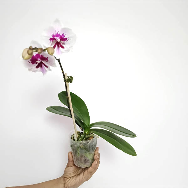 Phalaenopsis Chian Xen Violin X Phal. Lioulin Lovely Lip Orchid Plant - FF