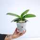 Phalaenopsis Kingcar Prince KC Orchid Plant - FF