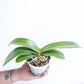 Phalaenopsis Spot Sight Orchid Plant - FF
