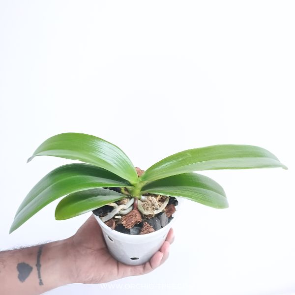 Phalaenopsis Spot Sight Orchid Plant - FF