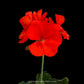 Geraniums- With Flowers