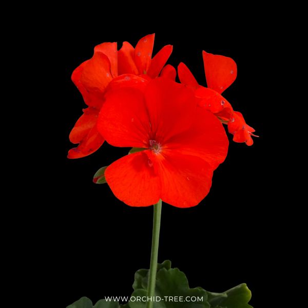 Geraniums- With Flowers