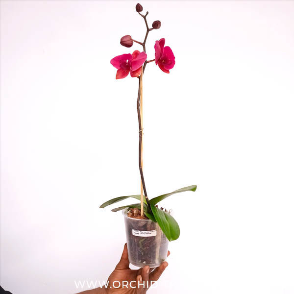 Phalaenopsis Lianher Tuna x Lianher Salmon Orchid Plant - FF