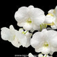 Dendrobium PM White - BS