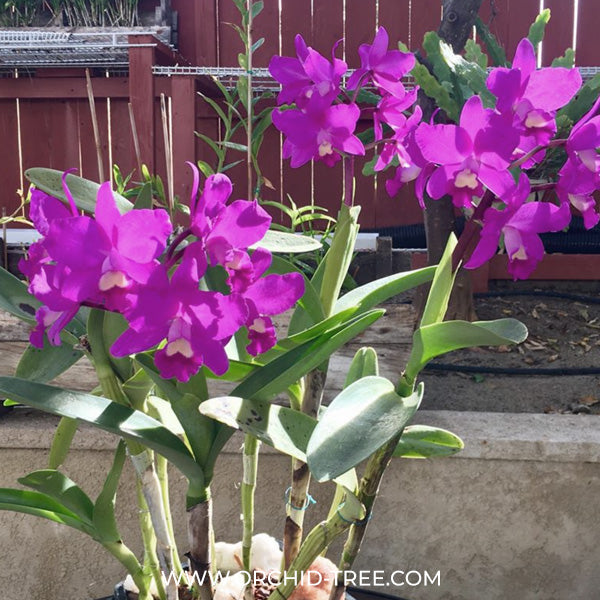 Cattleya (Ctt.) Porcia 'Canivasaro' x Yen Amethyst Orchid Plant - BS
