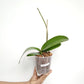 Phalaenopsis KV Beauty Orchid Plant - FF