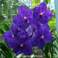 Vanda Pachara Delight Orchid Plant - BS