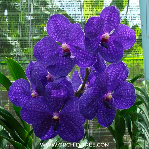 Vanda Pachara Delight Orchid Plant - BS