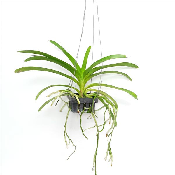 Vanda Pachara Delight Orchid Plant - BS