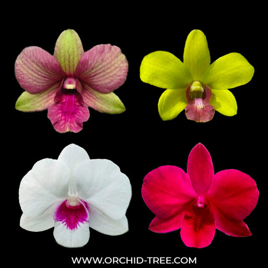 Dendrobium Pack of 16 # - SS (Seedling)