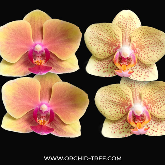 Phalaenopsis #2 Combo Pack of 2 - FF