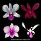Dendrobium Pack of 4 - #4 - SS (Seedling)