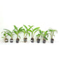 Dendrobium Pack of 8 #2 - SS (Seedling)
