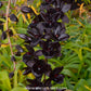 Catasetum (FDK) Painted Desert x Alexa 'Good One' - BS