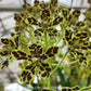 Grammatophyllum Pakkret Leo Asgard Orchid Plant - SS