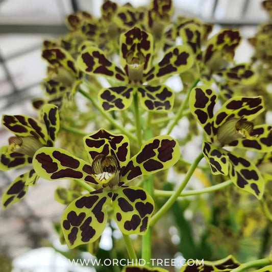 Grammatophyllum Pakkret Leo Asgard Orchid Plant - SS