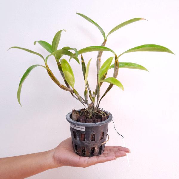 Dendrobium palpebrae sp. Orchid Plant - BS