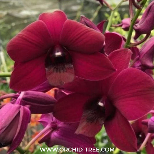 Dendrobium Panama Red Orchid Plant - BS