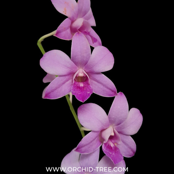 Dendrobium Panjarat Pink Orchid Plant - BS