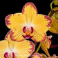Phalaenopsis Papagayo Orchid Plant - FF