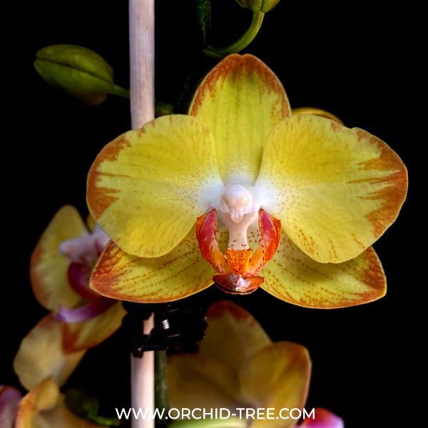 Phalaenopsis Papagayo Orchid Plant - FF