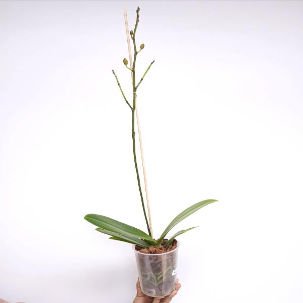 Phalaenopsis Papagayo Orchid Plant - FF