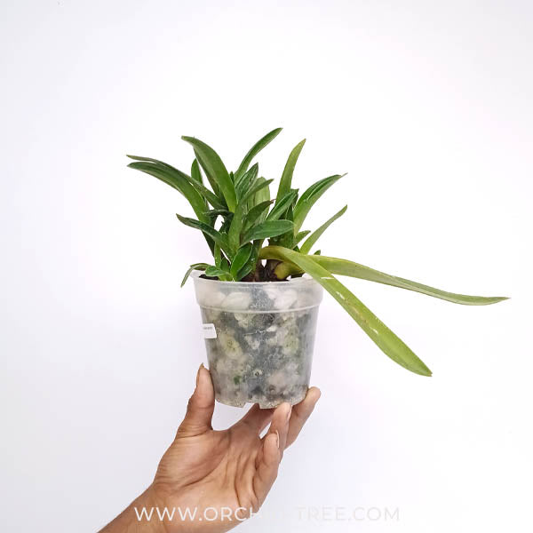 Paphiopedilum druryi sp. - BS