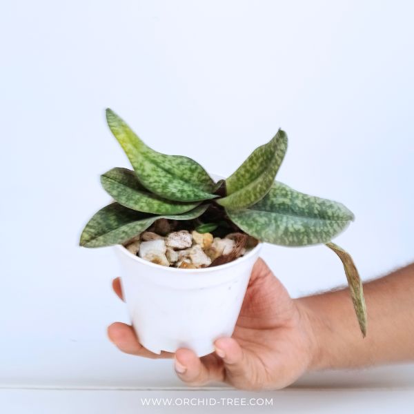 Paphiopedilum delenatii X SIB Orchid Plant - BS