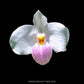 Paphiopedilum delenatii X SIB Orchid Plant - BS