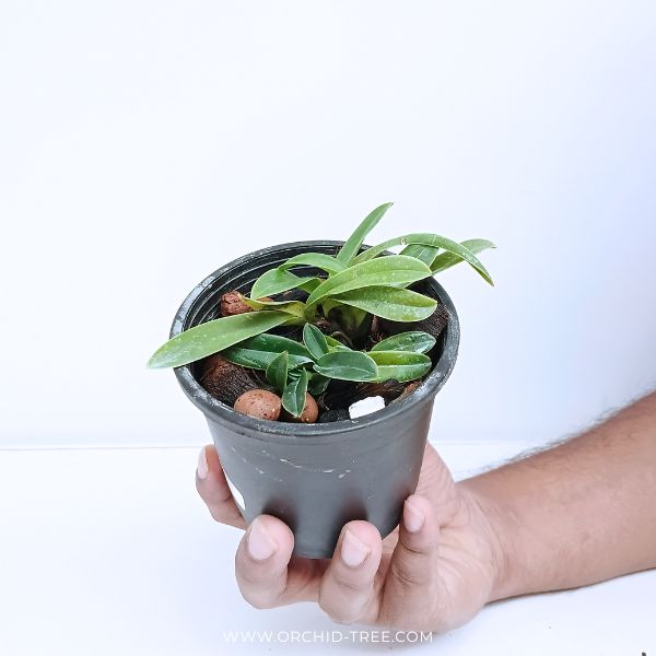 Paphiopedilum helenae sp. Orchid Plant - BS