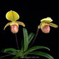 Paphiopedilum helenae sp. Orchid Plant - BS