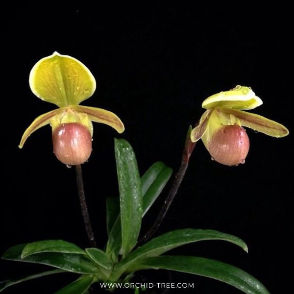Paphiopedilum helenae sp. Orchid Plant - BS
