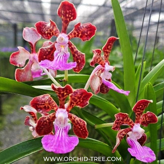 Buy Vanda Orchids Online India | Vanda Orchid | Orchid-tree – Orchid-Tree