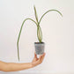Paraphalaenopsis labukensis sp. Orchid Plant - BS
