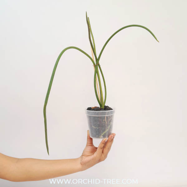 Paraphalaenopsis labukensis sp. Orchid Plant - BS