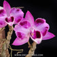 Dendrobium parishii 3 lip x Dendrobium parishii 6 petals Orchid Plant - BS - Buy Orchids Plants Online by Orchid-Tree.com