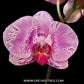 Phalaenopsis Passion Pink Orchid Plant - FF