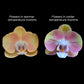 Phalaenopsis Peach Melba Orchid Plant - FF