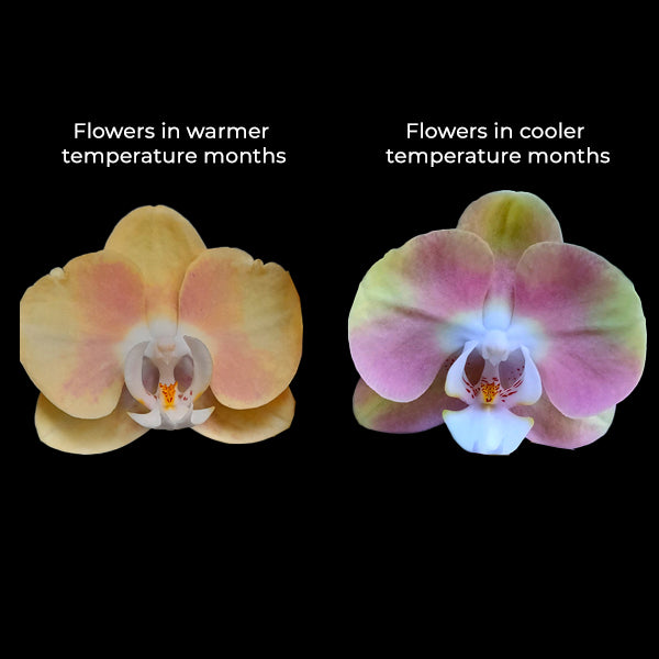 Phalaenopsis Peach Melba Orchid Plant - FF