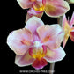 Phalaenopsis JC Red Peacock 'Peloric PF' Orchid Plant - MS - Buy Orchids Plants Online by Orchid-Tree.com
