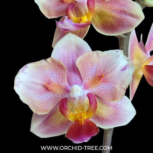 Phalaenopsis JC Red Peacock 'Peloric PF' Orchid Plant - MS - Buy Orchids Plants Online by Orchid-Tree.com