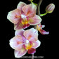 Phalaenopsis JC Red Peacock 'Peloric PF' Orchid Plant - MS - Buy Orchids Plants Online by Orchid-Tree.com