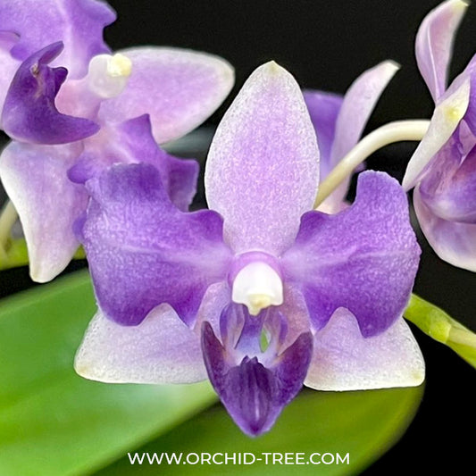 Phalaenopsis Tzu Chiang Sapphire (Peloric - 3 Lips) - FF