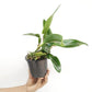 Cattleya (Rlc.) Penny Helen Orchid Plant - BS