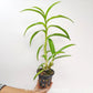 Dendrobium Pensuda Orchid Plant - BS